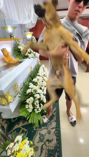 마지막으로-엄마얼굴-한번더-보려는-멈무.gif-1-이미지