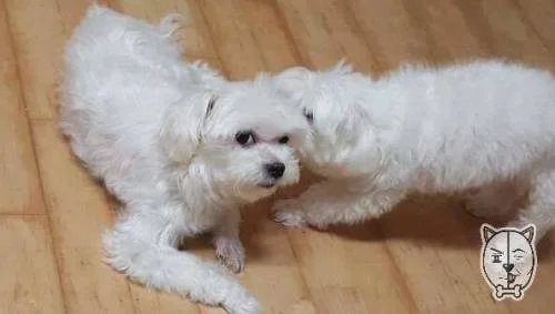 ???-:-얼굴도-못생긴게-간식도-잘-안주지-안냐?-0-이미지