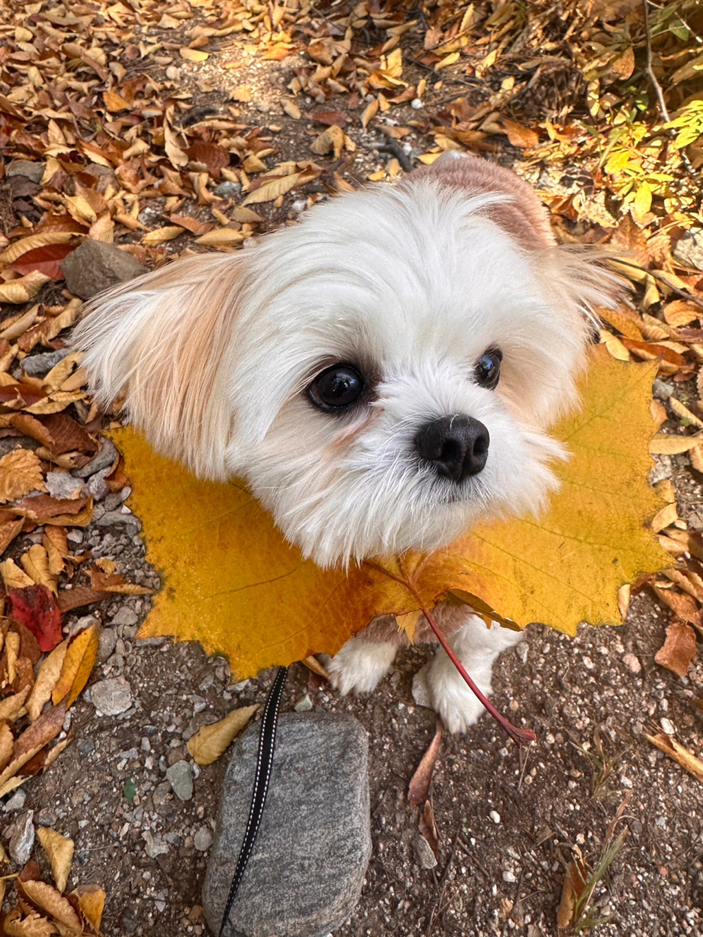 강아지-자랑-한번만-해도-더ㅣ나요-0-이미지