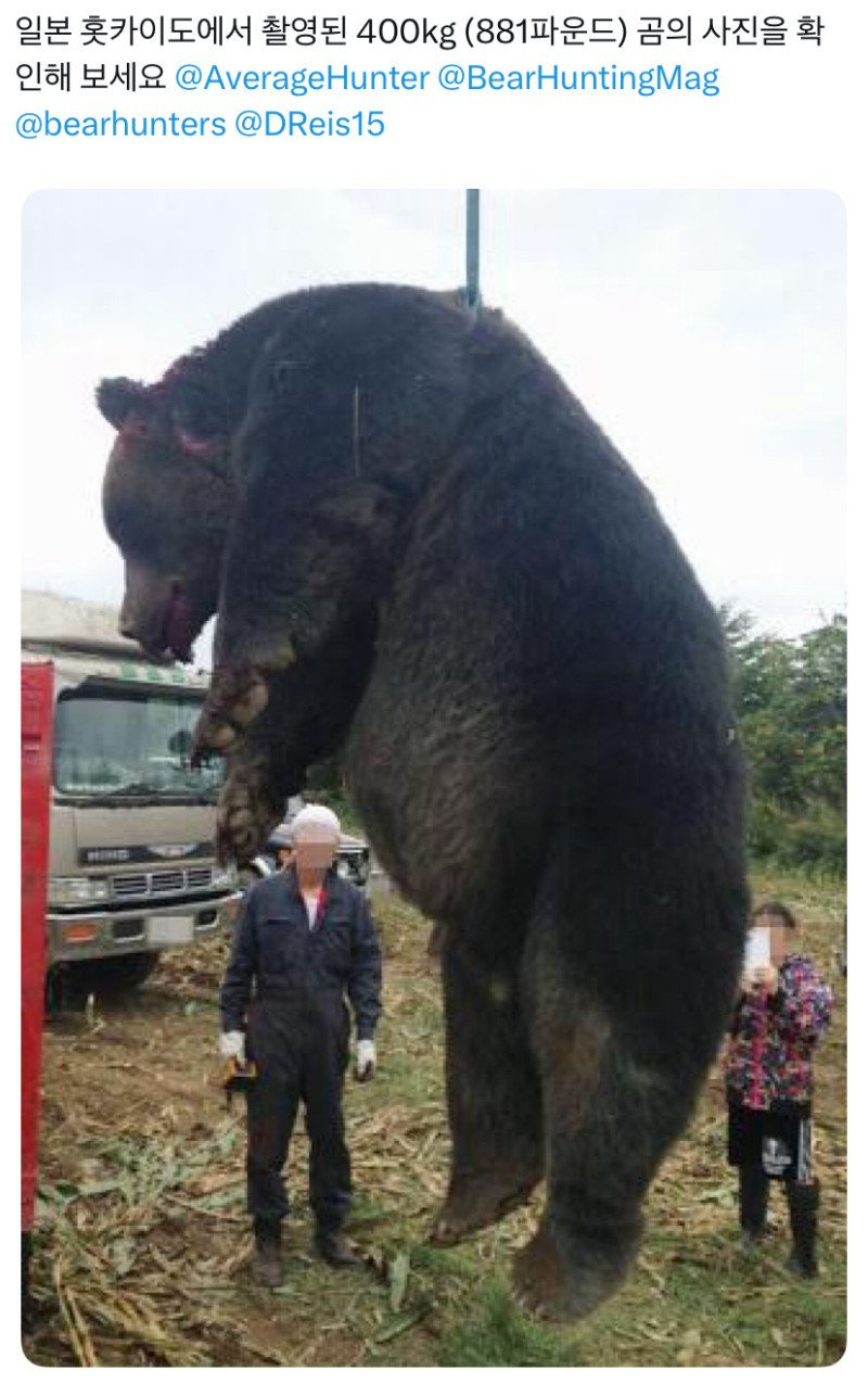 일본에서-잡힌-400kg-왕곰-0-이미지