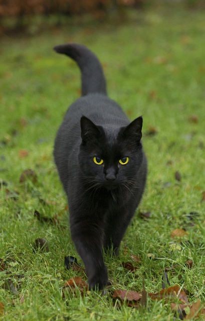 고양이-강강약약-동물이라고-생각하는-달글-0-이미지