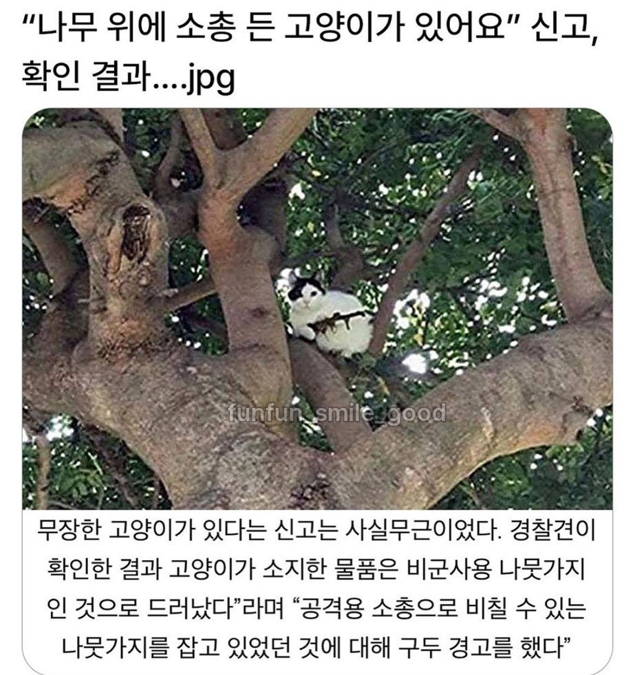 "나무-위에-소총-든-고양이가-있어요"-신고,-0-이미지
