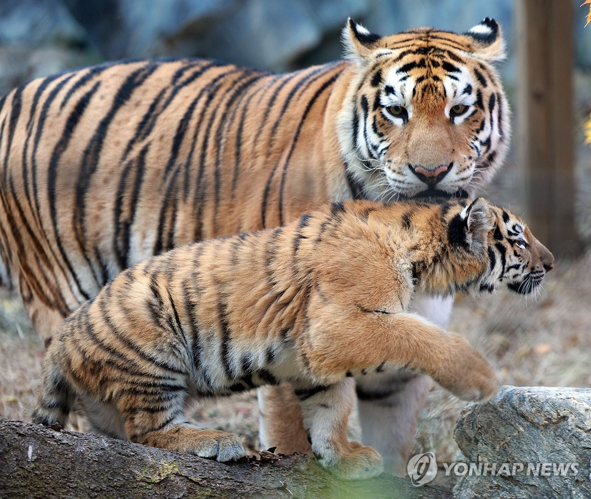 오늘-대중에-첫-공개된-아기호랑이-설호.jpg-12-이미지