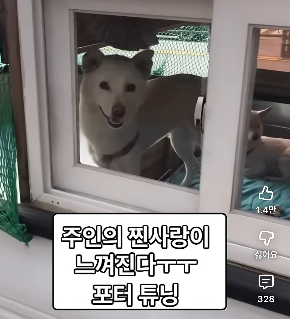 강아지-댕카계의-람보르기니-0-이미지