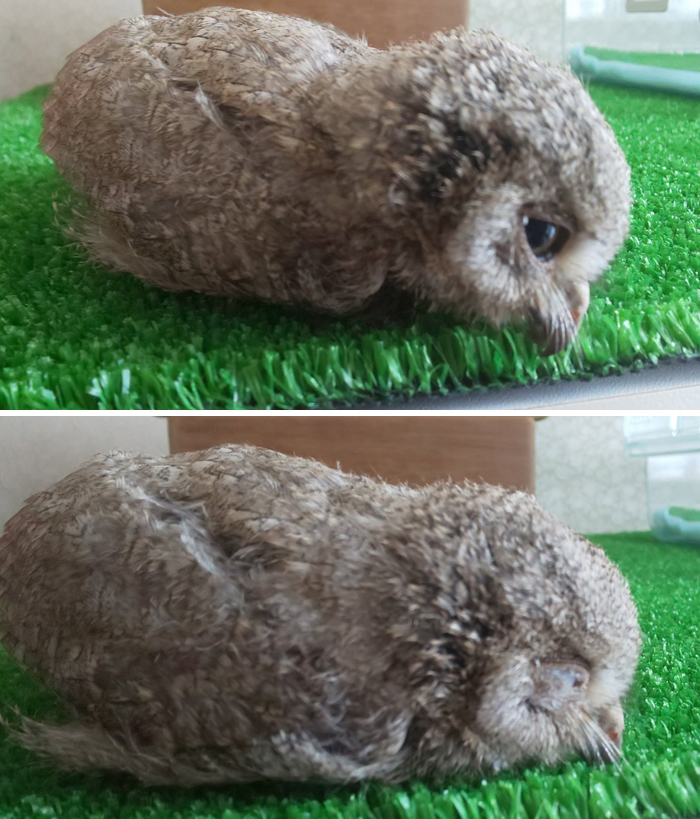 상당히-의외인-아기부엉이가-잠자는-자세.jpg-5-이미지