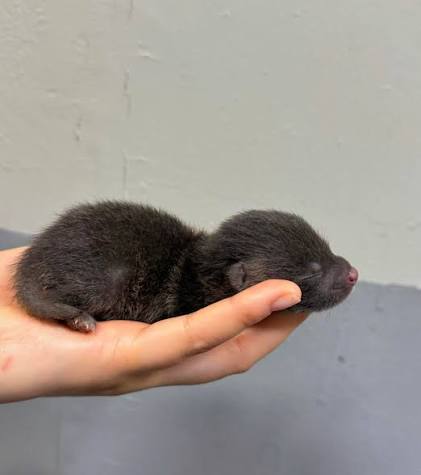 시골에서-종종-너구리를-기르게-되는-이유-2-이미지