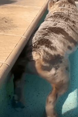 강아지-똥꼬-:-빡올빡올-0-이미지