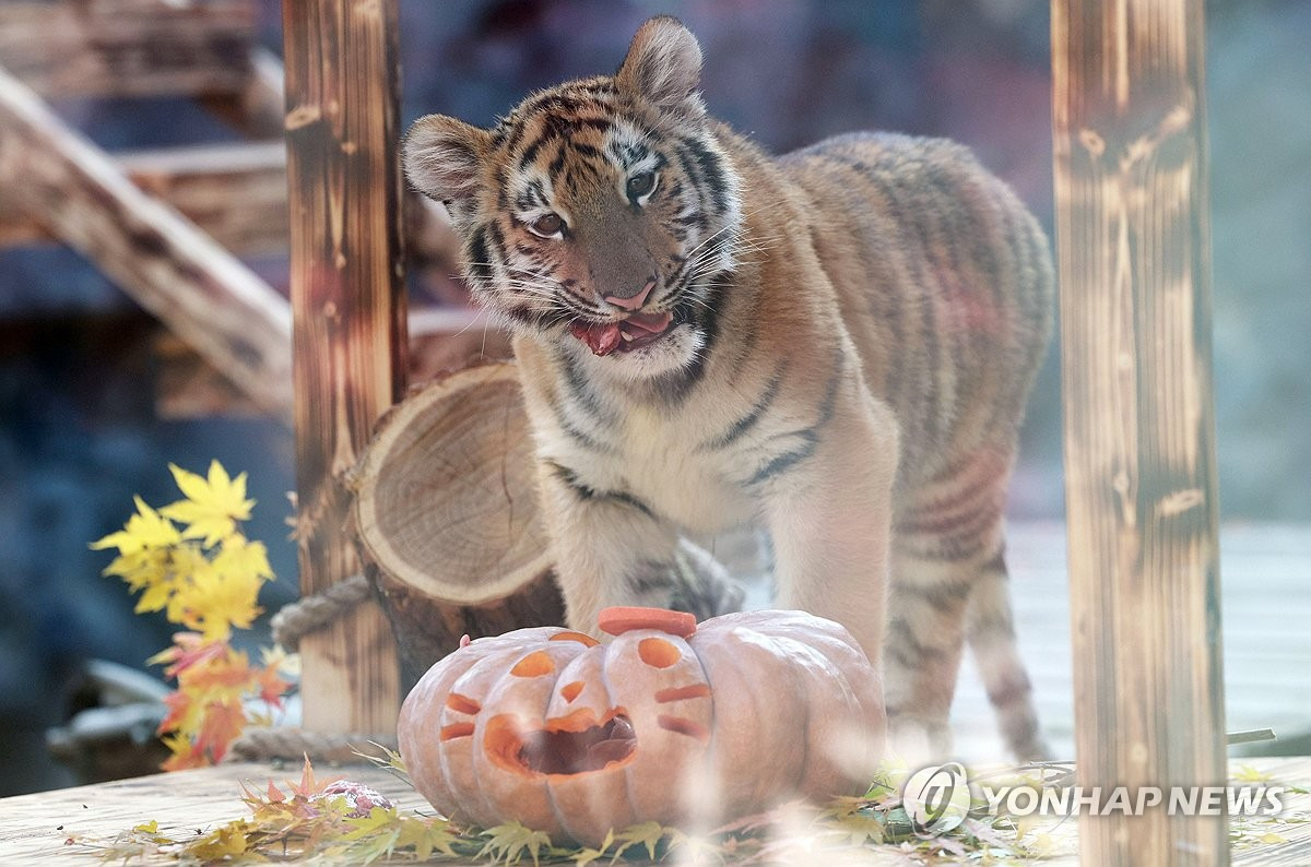 오늘-대중에-첫-공개된-아기호랑이-설호.jpg-1-이미지