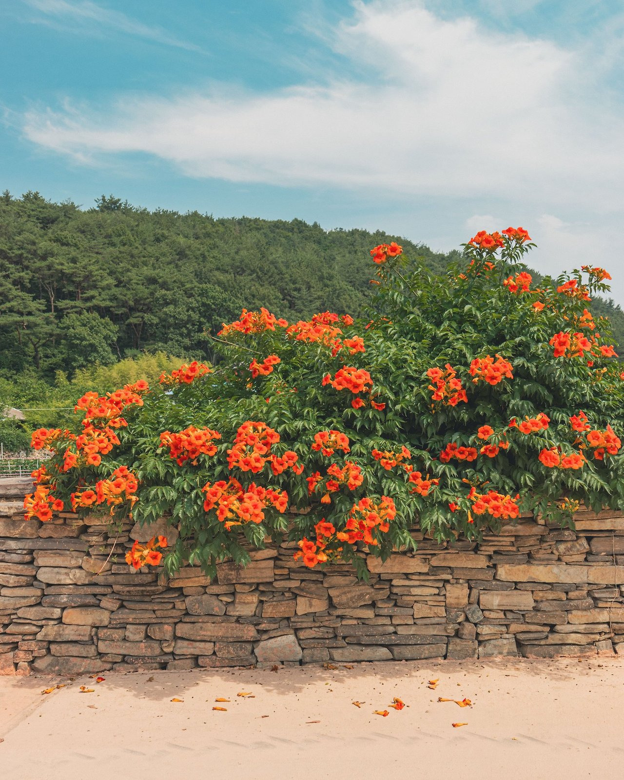 이-계정-운영자님은-진짜-직업-잘-고르신-거-같음-한국에-이런-데가-있다고-짤을-주머니에서-마구-꺼냄-3-이미지