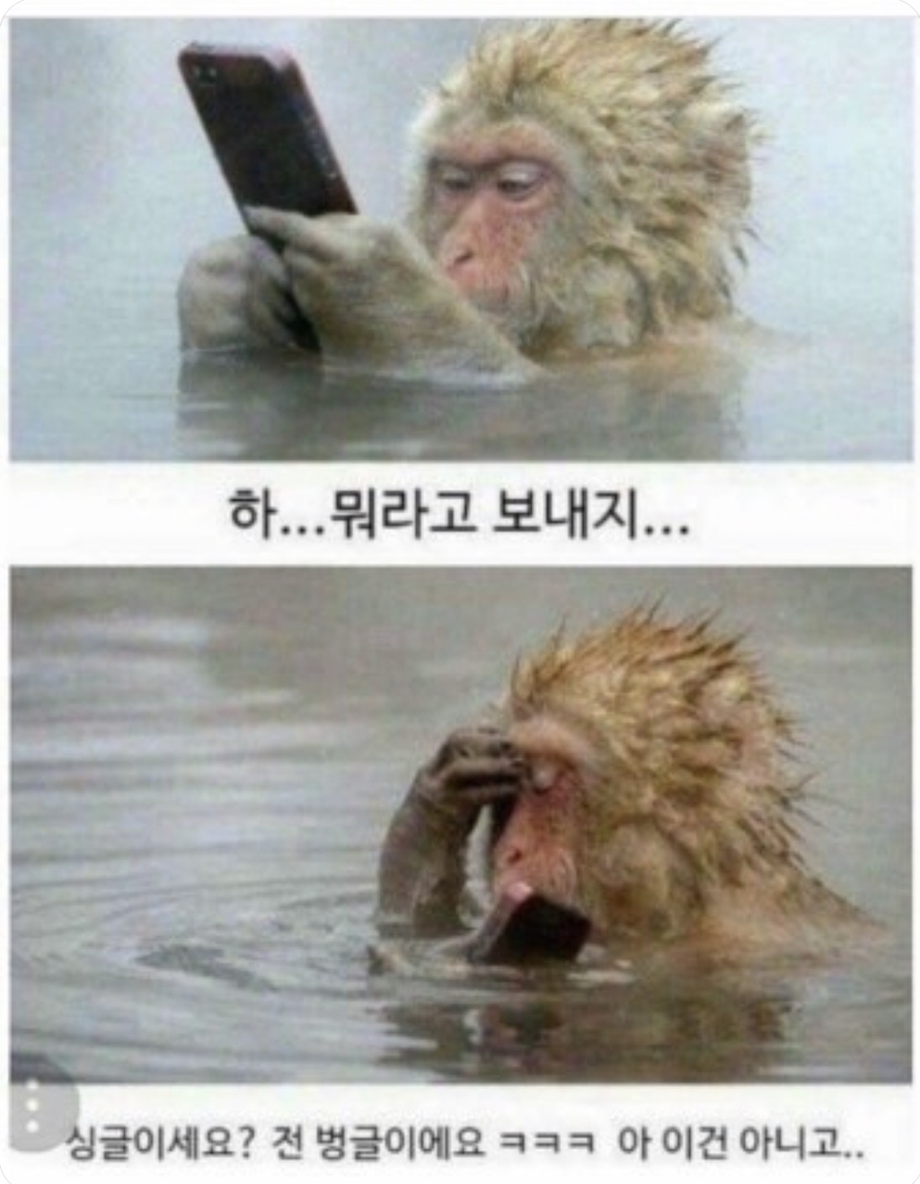 원숭이한테-폰-뺏긴-남자의-폰에-찍힌-사진들.jpg-6-이미지