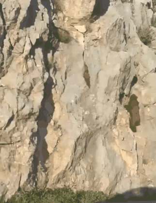 곰을-피해-높은-곳으로-올라가면-안되는-이유.GIF-0-이미지