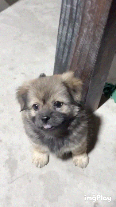 귀여운-똥강아지-0-이미지