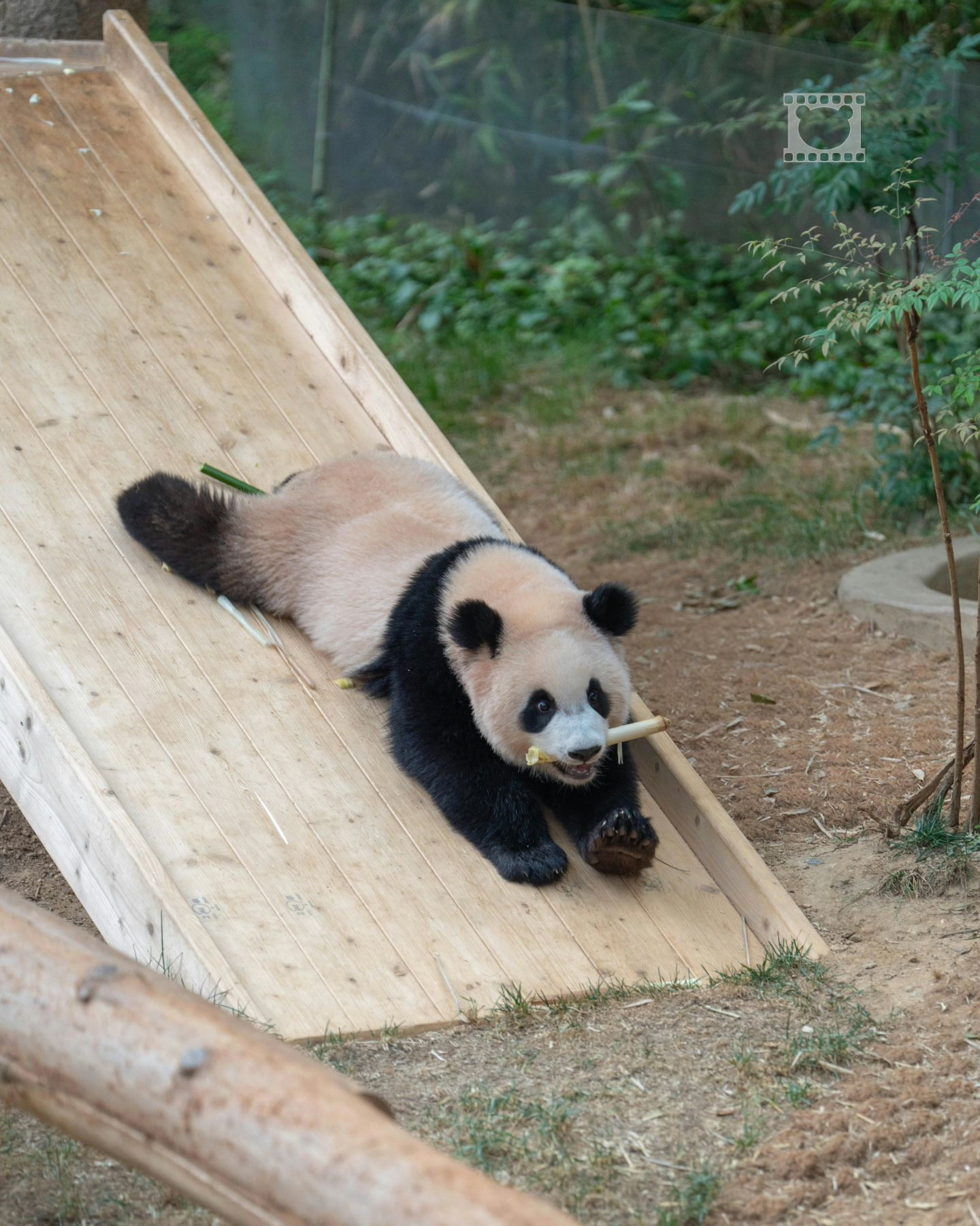 미끄럼틀-즐기는-루이바오-🐼-11-이미지