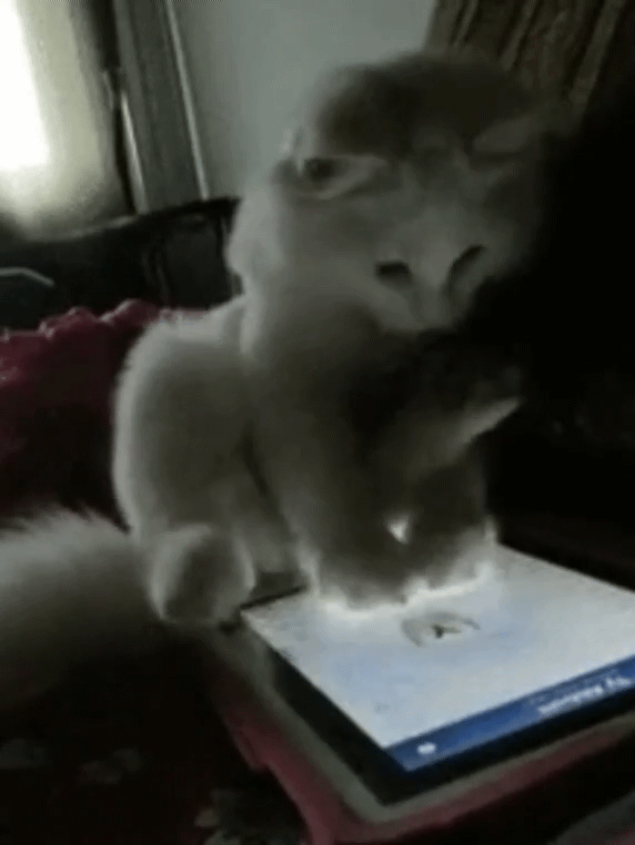 판사님-우리집-고양이가-좋아요-눌렀습니다-2-이미지