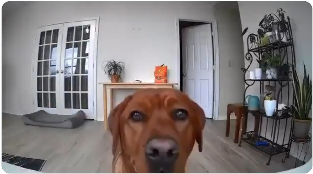 몰래-뭐-먹으려고-홈캠-돌리는-강아지-0-이미지