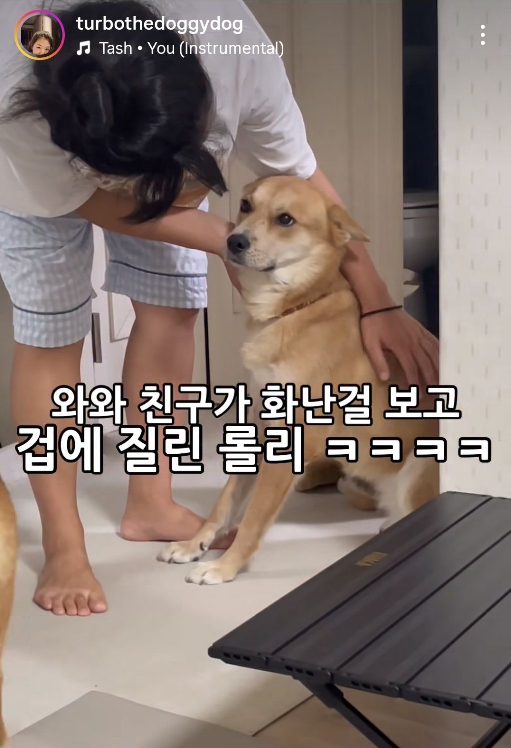 와와헴이-화난걸-보고-겁에-질린-진돗개-0-이미지