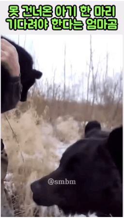 아기곰-기다려야-한다고-소리치는-엄마곰-0-이미지