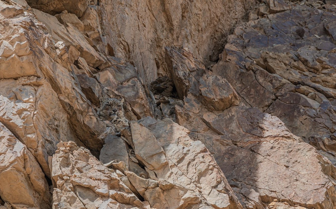 이리-와보라냥-🐆-나하고-놀자옹-0-이미지