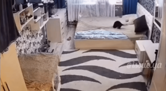 홈캠이-아니었다면-믿지못할-장면(feat.고양이)-1-이미지