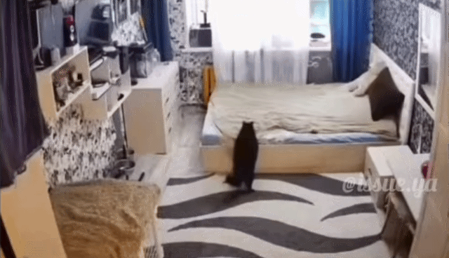 홈캠이-아니었다면-믿지못할-장면(feat.고양이)-2-이미지