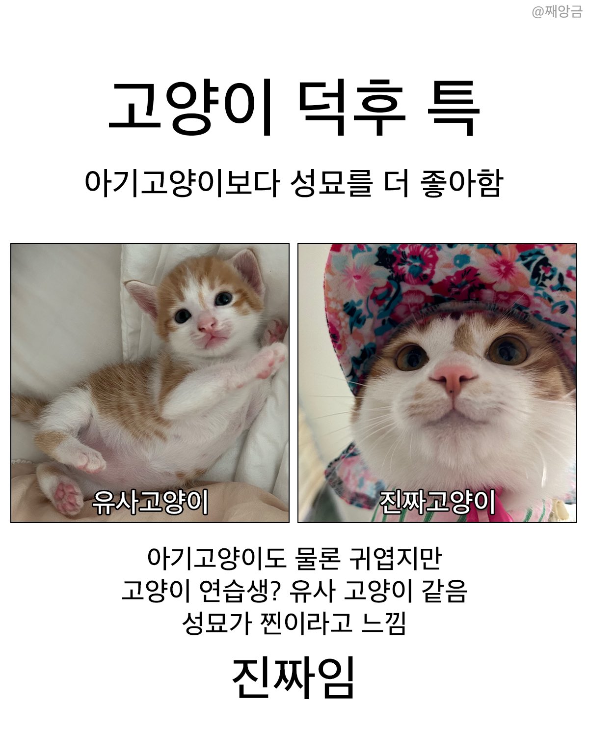 @:-고양이-덕후-특.-아기고양이보다-성묘를-더-좋아함-0-이미지