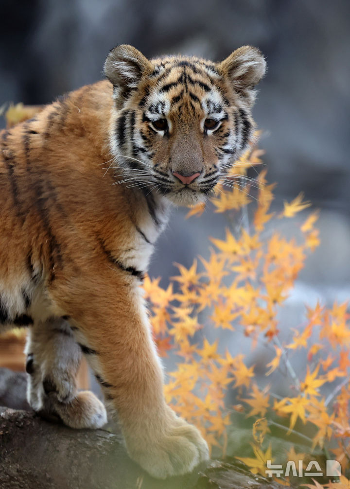 오늘-대중에-첫-공개된-아기호랑이-설호.jpg-8-이미지