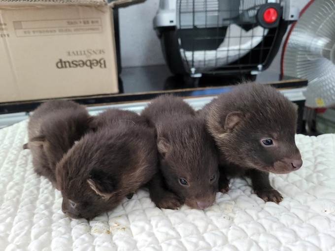 시골에서-종종-너구리를-기르게-되는-이유-3-이미지