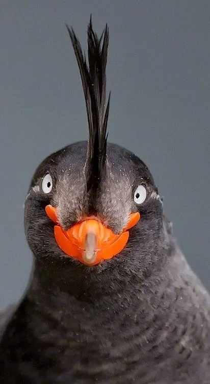 @@:새-그림-개못그렸네-ㅋㅋ-3-이미지