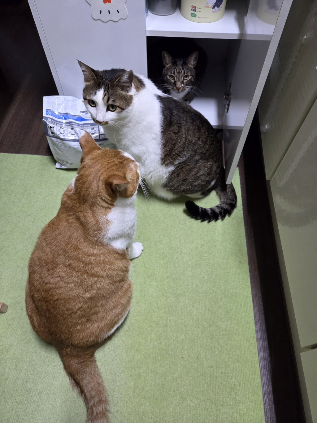 고양이는-천재다-0-이미지