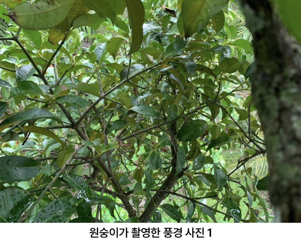 원숭이한테-폰-뺏긴-남자의-폰에-찍힌-사진들.jpg-3-이미지