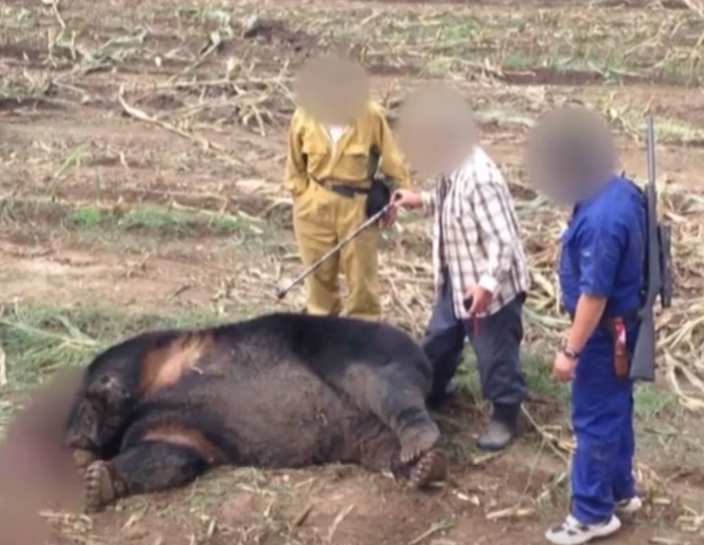 일본에서-잡힌-400kg-왕곰-1-이미지