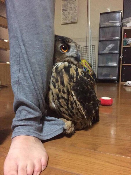 집에-손님이-오자-주인-뒤로-숨는-부엉이-3-이미지