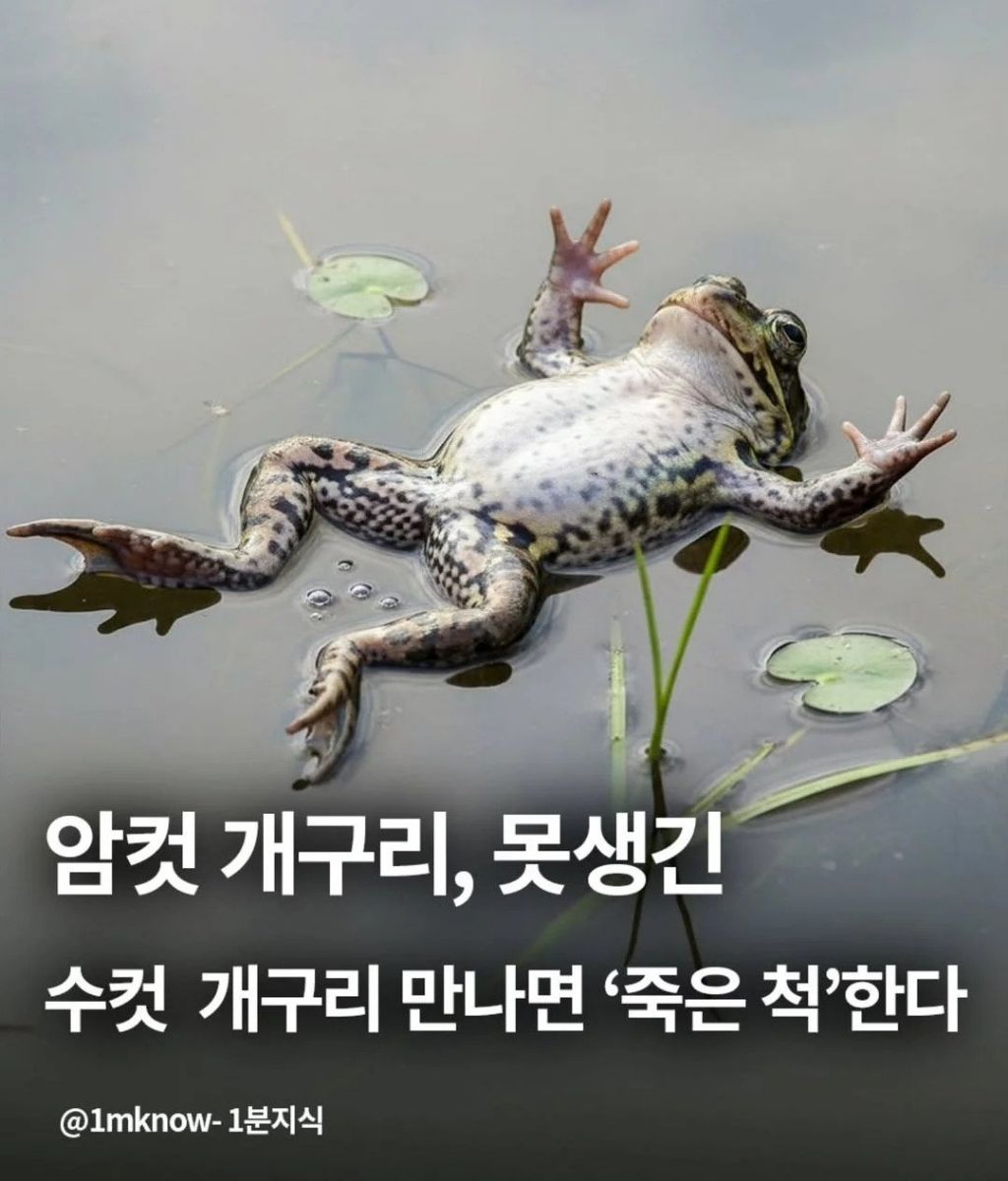 개구리도-외모-본다-0-이미지