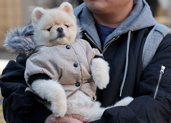 강아지-좋아하는-왕들은-매년-수능-아침을-기대함-7-이미지