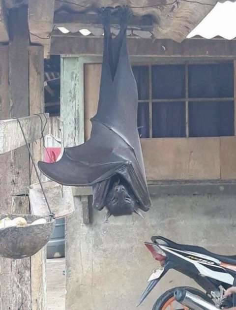 사람보다-큰-박쥐-(깜놀주의)-0-이미지