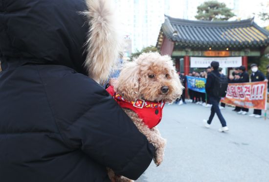 강아지-좋아하는-왕들은-매년-수능-아침을-기대함-13-이미지