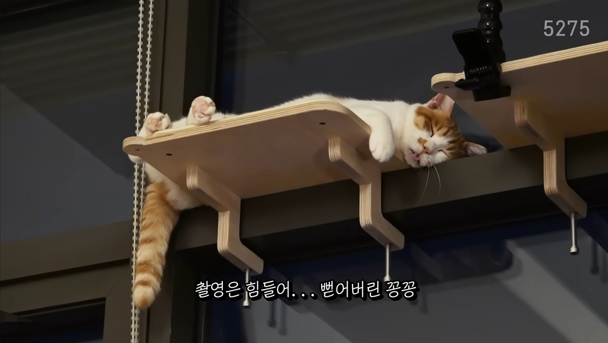 냥집사로서-복층-원룸-살면-따라해보고싶은-꽁꽁얼어붙은한강냥이네-집-1-이미지