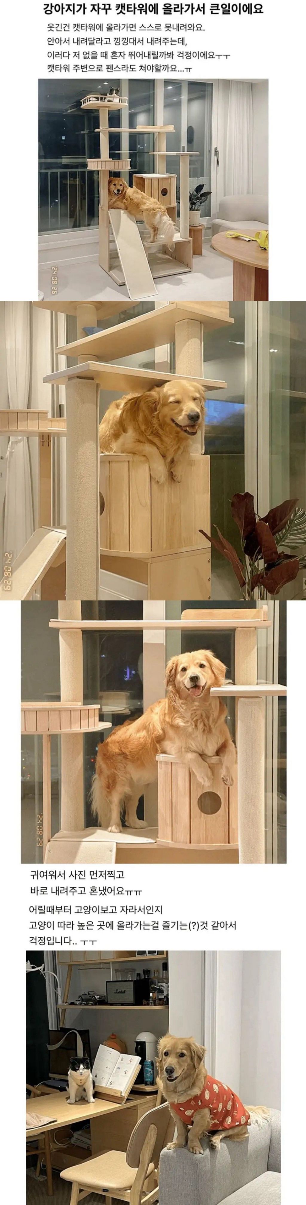 자꾸-캣타워에-올라가는-강아지-1-이미지