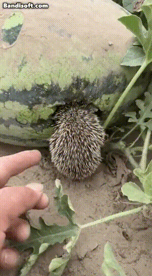 예전부터-유명한-수박-서리범-0-이미지