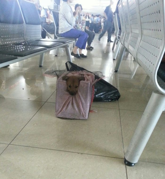 손자가-강아지가-보고싶댜-0-이미지