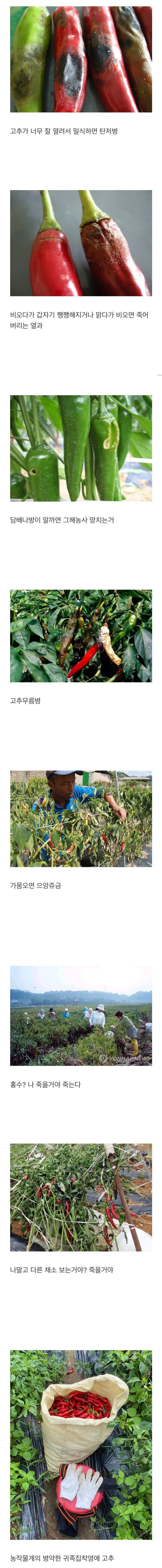 농사계에서-미친-개복치-수준인-작물.jpg-0-이미지