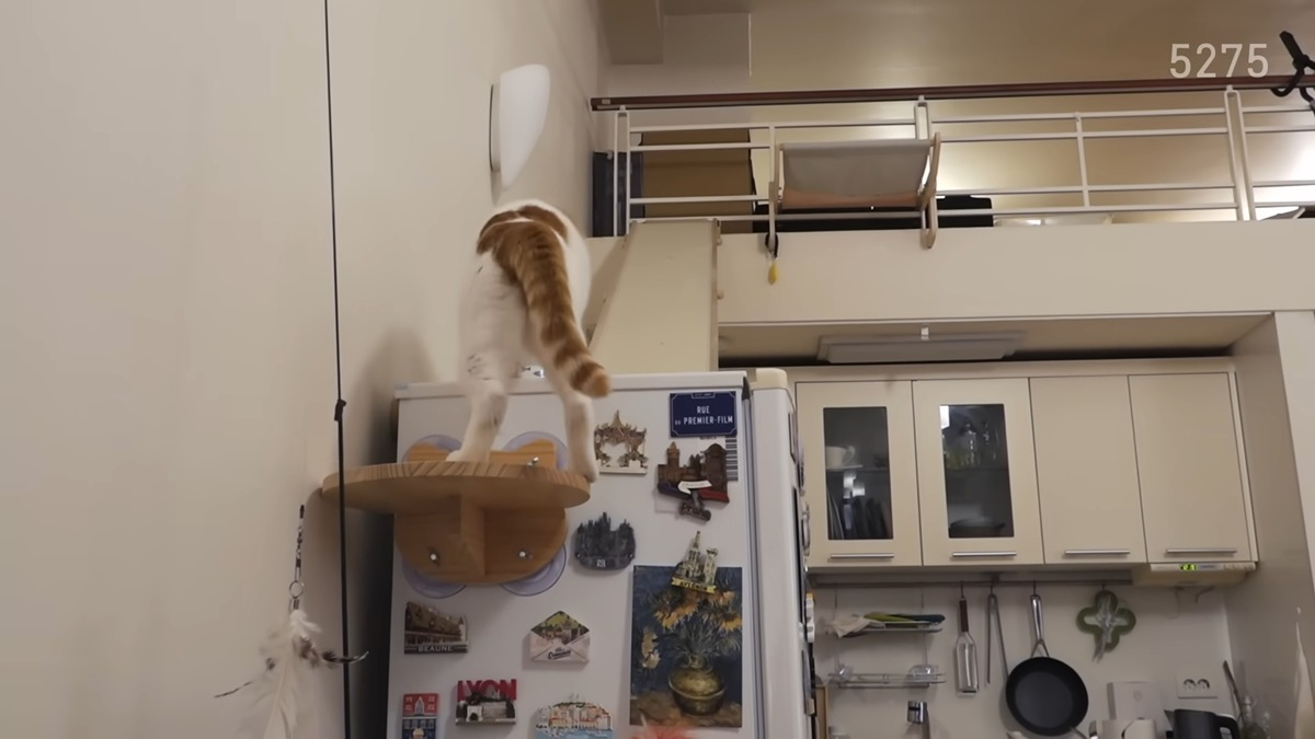 냥집사로서-복층-원룸-살면-따라해보고싶은-꽁꽁얼어붙은한강냥이네-집-4-이미지