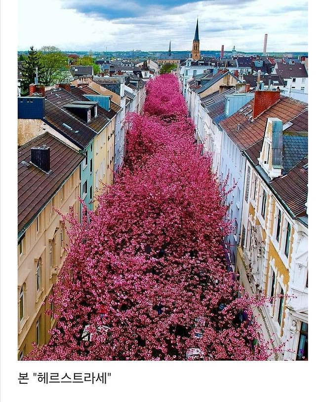 세계에서-제일-예쁜-길이라고-함-7-이미지