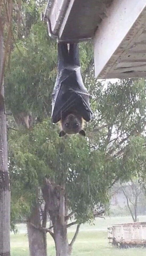 사람보다-큰-박쥐-(깜놀주의)-3-이미지