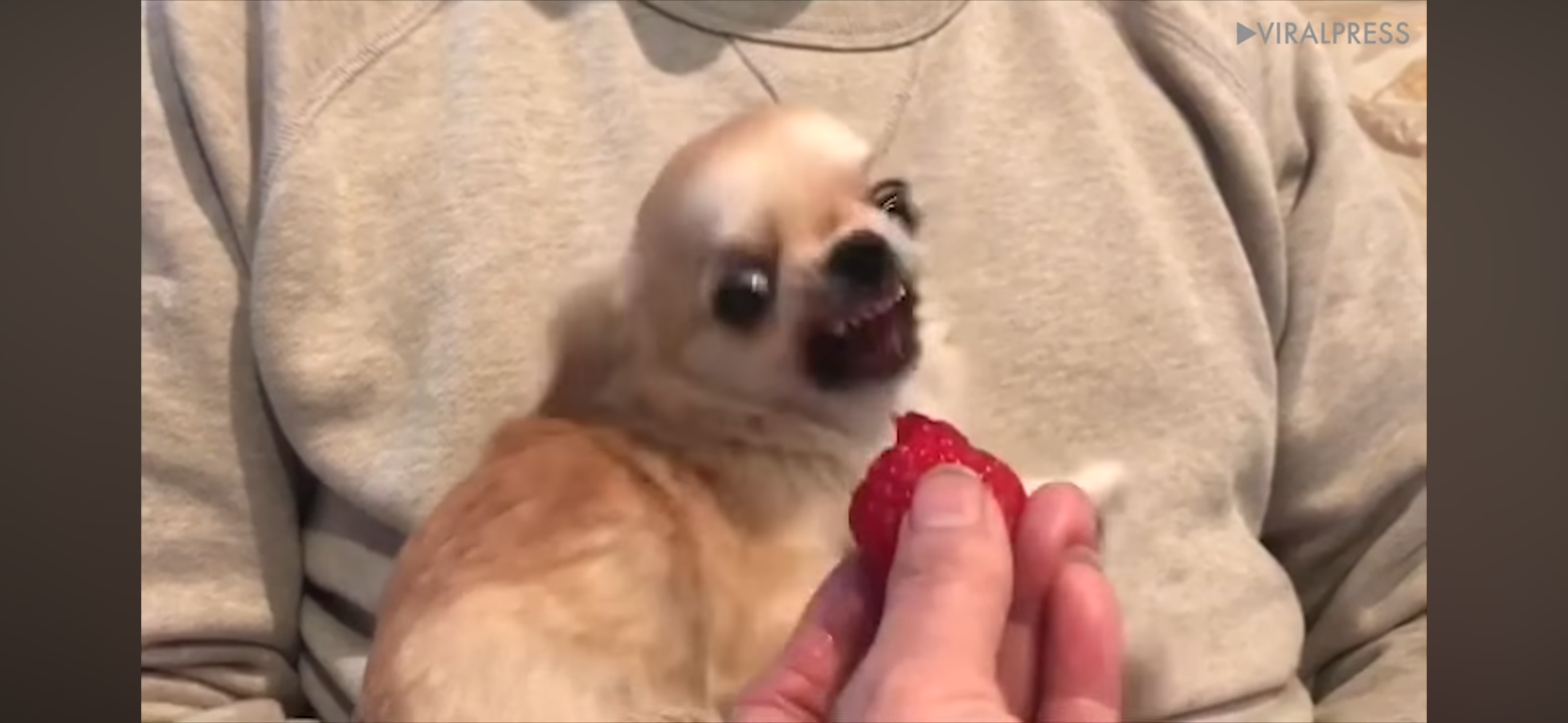 허세-개쩌는-와와헴-0-이미지