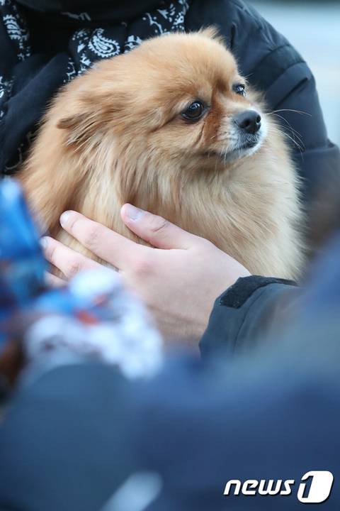 강아지-좋아하는-왕들은-매년-수능-아침을-기대함-20-이미지