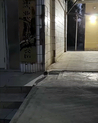 야밤에-이동하는-고슴도치-가족....gif-3-이미지