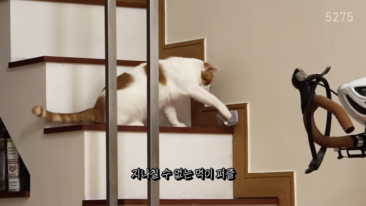 냥집사로서-복층-원룸-살면-따라해보고싶은-꽁꽁얼어붙은한강냥이네-집-2-이미지