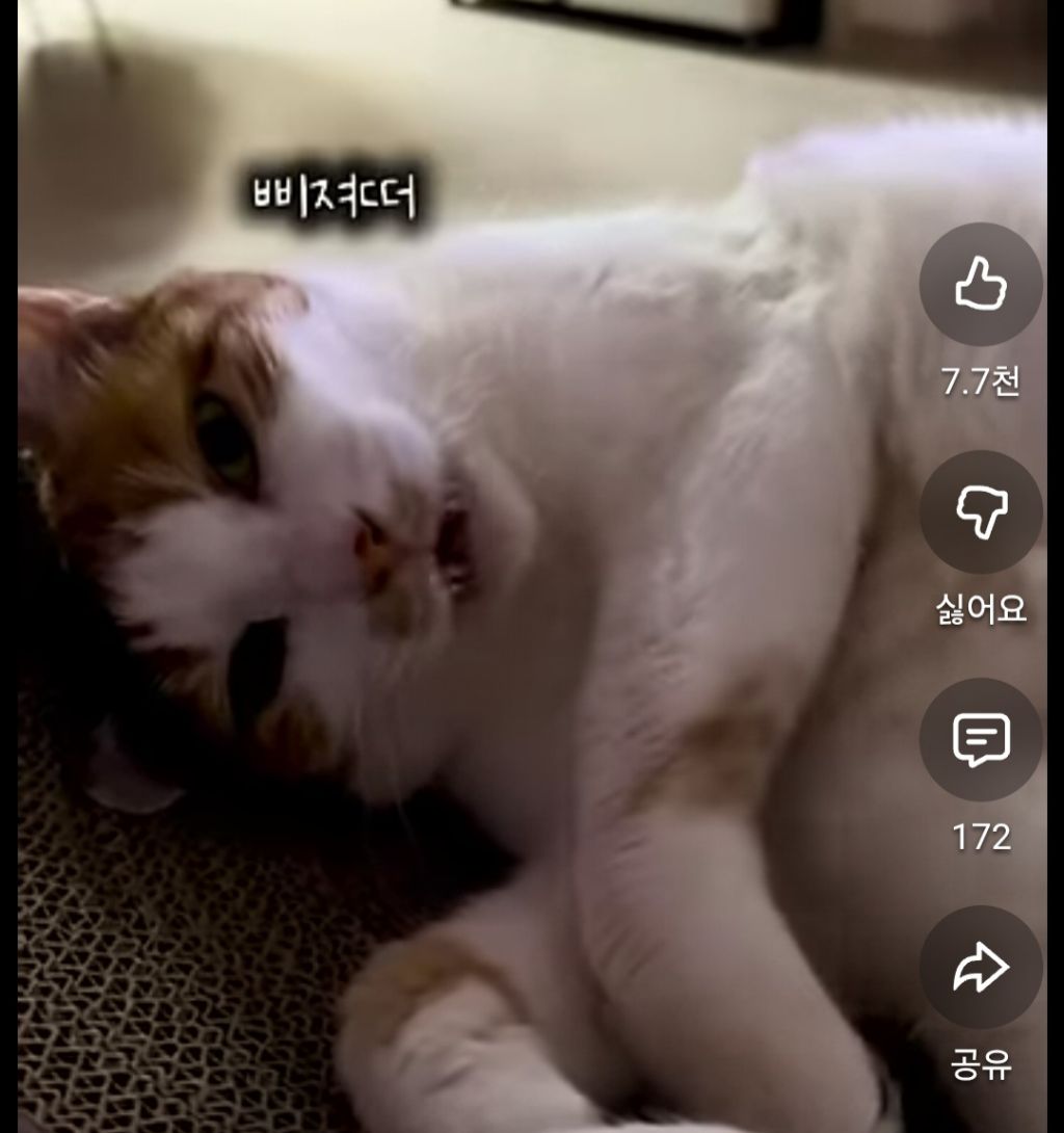 삐진-고양이-목소리-들을-여시-0-이미지