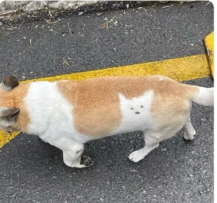 늘-고양이를-데리고-다니는-강아지-0-이미지